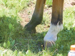 馬の蹄