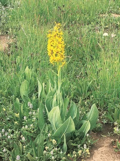 メタカラコウの花