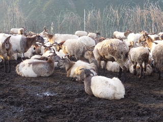囲いの中でくつろぐ羊たち