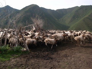 放牧に出掛けるために囲いから出ていく羊たち
