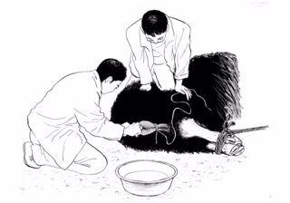 ヤクの去勢を行っているところ