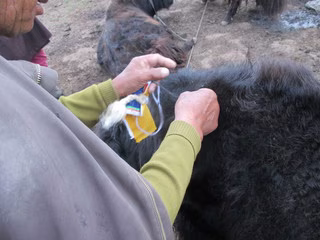 放生布をヤクにくくりつける