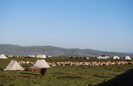 世界で最も珍しい植物とその名前 - 動く珍しい植物